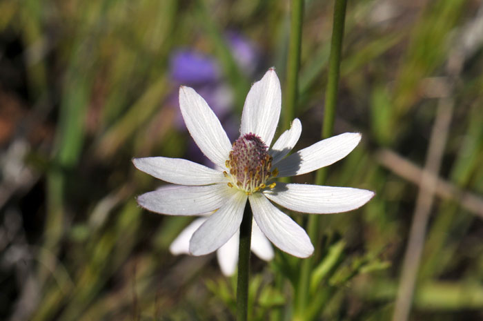 Anemone tuberosa, Tuber Anemone